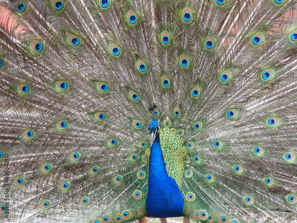 Fototapeta premium Pfau in der Balz