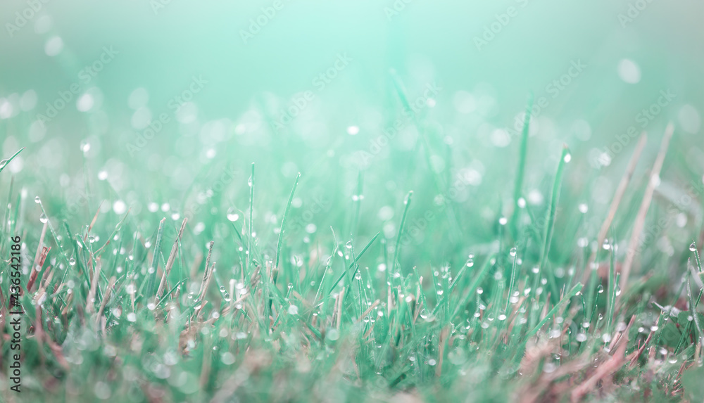 Dew morning drops, tinted in turquoise color, glow and sparkle in sun in morning fresh wet green grass in nature. Soft selective focus
