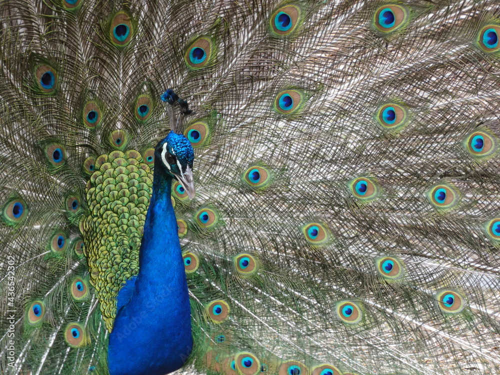 Fototapeta premium Pfau in der Balz