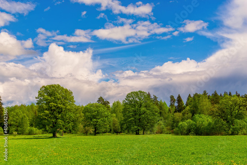 Green field with yellow dandelions and trees outdoors in nature in summer © olmax1975