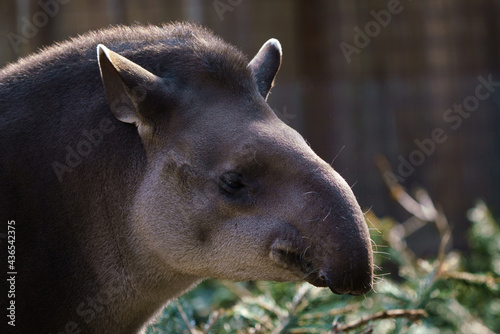 Portrait of south American tapir (Tapirus terrestris) photo