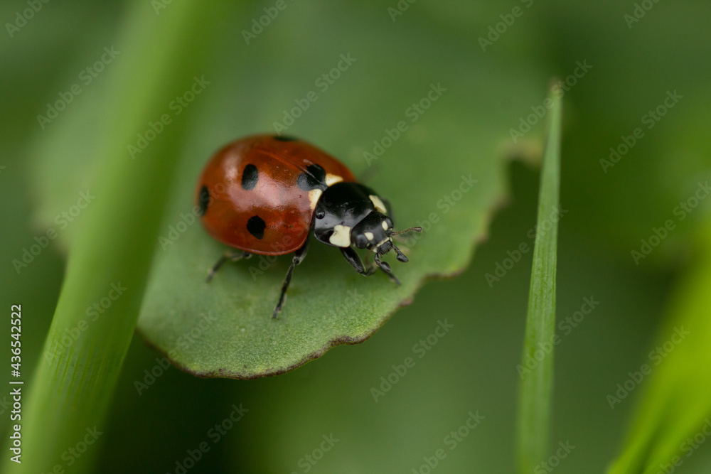 Close-up of a ladybug on a green leaf