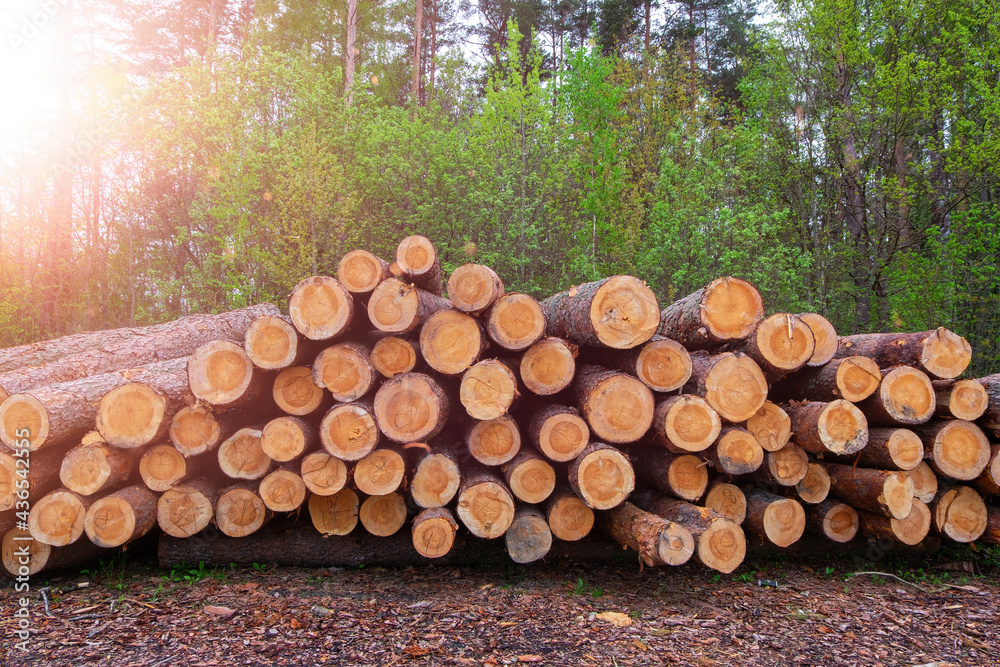 Stacked pine trees log trunks, the logging timber wood industry.