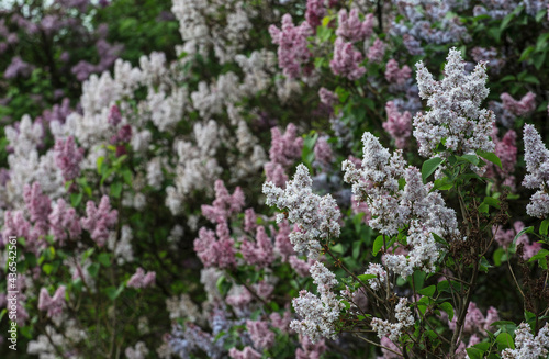 Lilac garden in Moscow