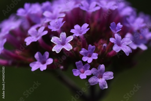 Purpletop vervain flowers. Verbenaceae perennial grass.