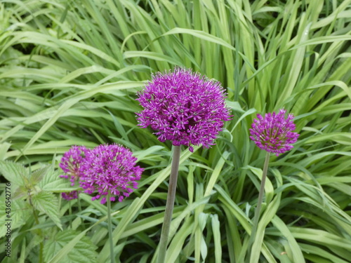 Alium im Garten