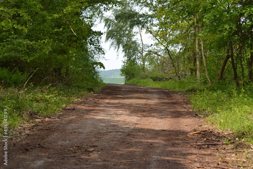 Obraz premium Feldweg im Wald