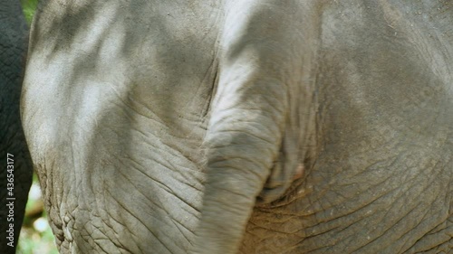 elephant's tail photo