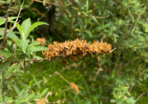 close up of a dry plant on the branch.