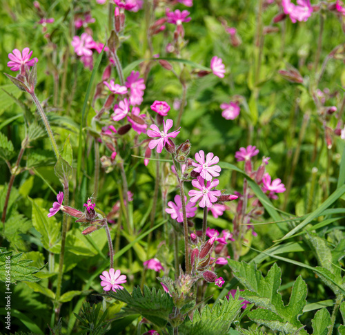 wild Red Campion  Silene dioica  growing in unspoilt UK woodland