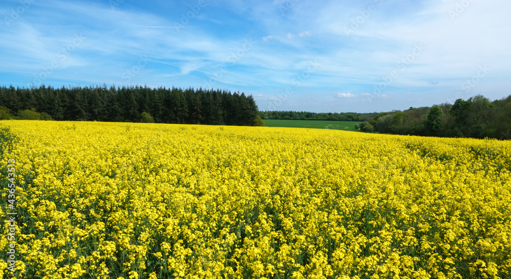 a bright yellow field full of rapeseed flowers under a blue cloudy sky a bright yellow field full of rapeseed flowers under a blue cloudy sky