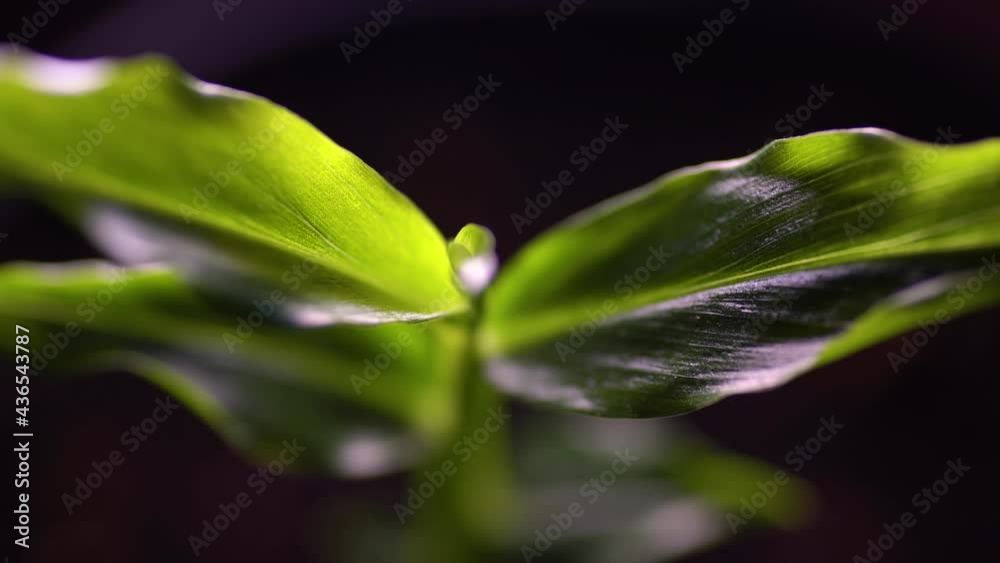 Ginger plant growing indoors. Close up, rack focus through dark green shiny leaves, and pseudostem. Ginger plant growing indoors. Close up, rack focus through dark green shiny leaves, and pseudostem.