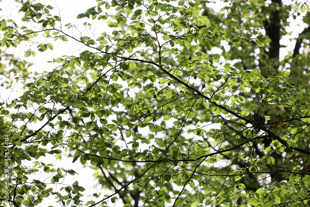 Young green foliage high on a tree Young green foliage high on a tree
