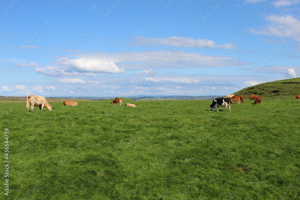 Cliffs of Moher - Ireland - Europe