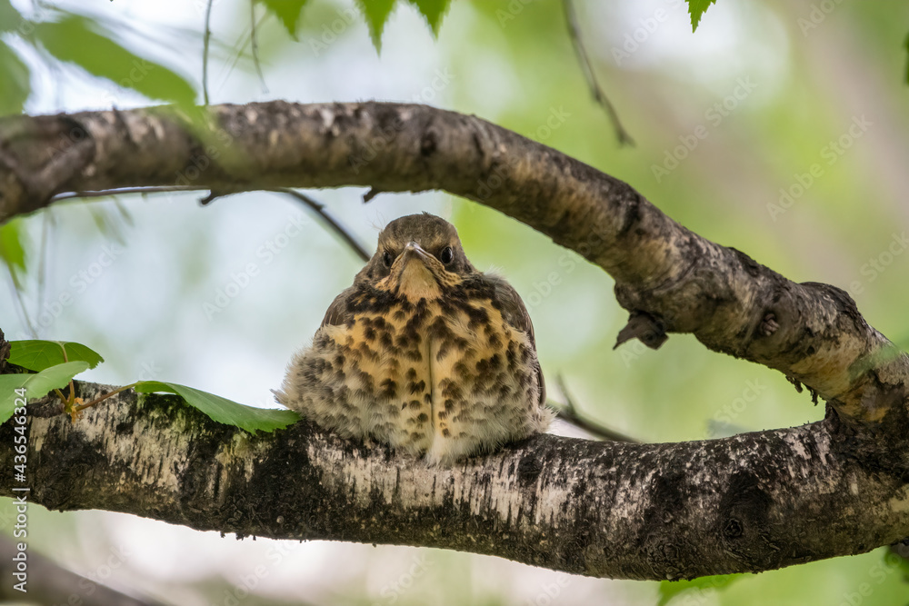 A fieldfare chick, Turdus pilaris, has left the nest and is sitting on a branch. A chick of fieldfare sitting and waiting for a parent on a branch. A fieldfare chick, Turdus pilaris, has left the nest and is sitting on a branch. A chick of fieldfare sitting and waiting for a parent on a branch.