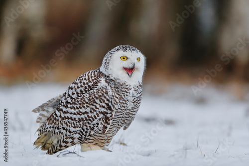 Close-up portrait of a great strong white owl with huge yellow eyes. Snowy Owl, Bubo scandiacus.