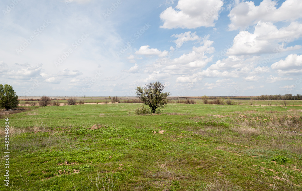 landscape with a view of the steppe. blue sky and green lush grass, steppe views.