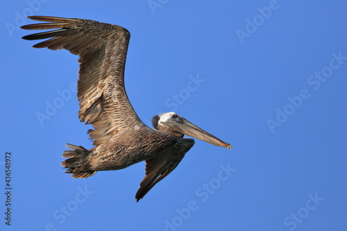Brown Pelican, Pelecanus occidentalis, Saint Andrews Sate Park, Florida, USA