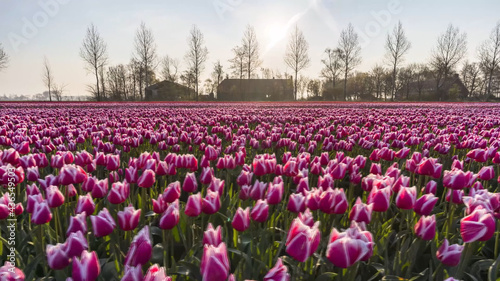 tulip field in spring photo