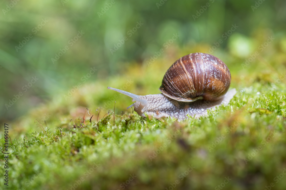 Snail (Helix pomatia) crawling on green moss with blurred background, shallow depth of field Snail (Helix pomatia) crawling on green moss with blurred background, shallow depth of field