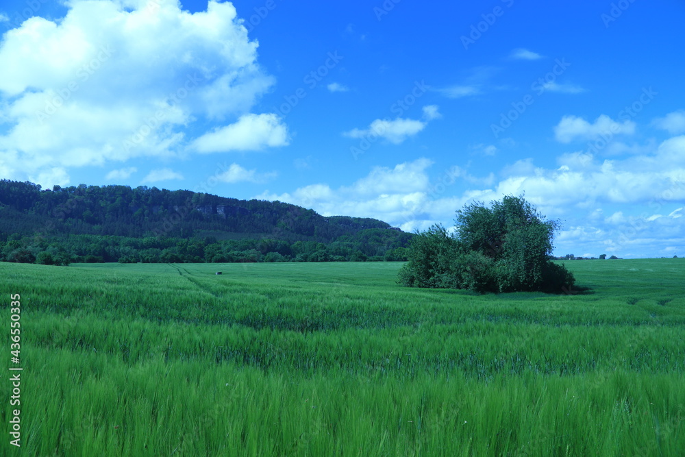 green field with a tree and rocks at the background