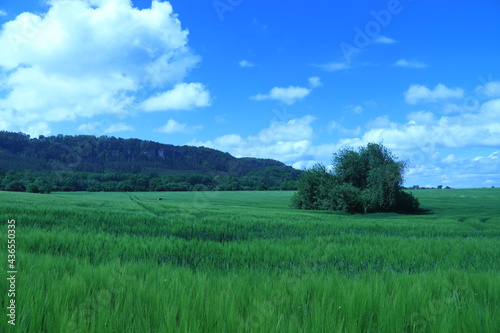 green field with a tree and rocks at the background