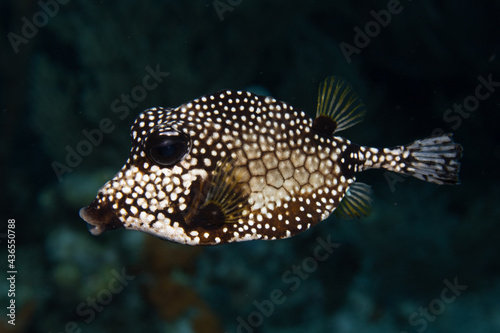 Smooth Trunkfish on Caribbean Coral Reef © Peter Clark