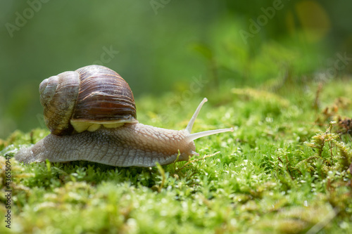 Snail (Helix pomatia) crawling on green moss with blurred background, shallow depth of field