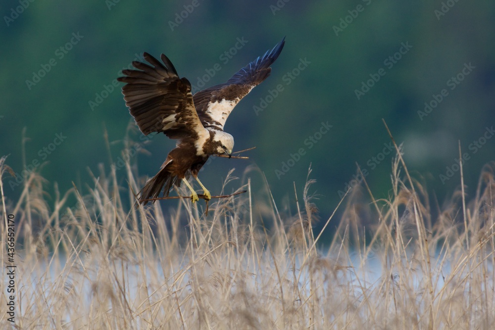Obraz premium Western marsh harrier in the sky,Sweden