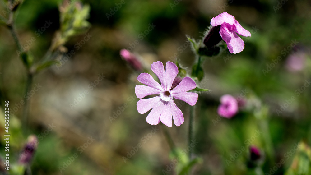 Fototapeta premium Red Campion, also known as Red Catchfly