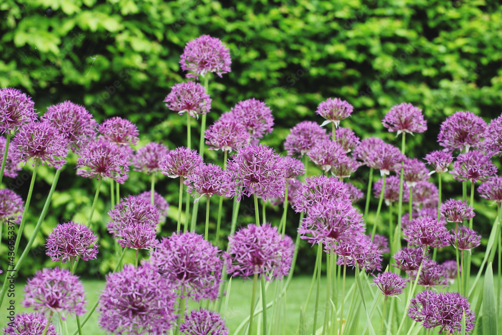 Obraz premium Allium 'Purple Rain' in flower
