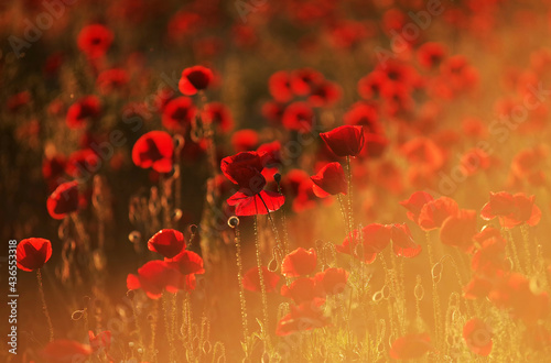 Poppies on a meadow in sunset light