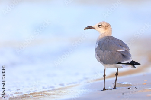 Laughing Gull, Leucophaeus atricilla, Saint Andrews Sate Park, Florida, USA