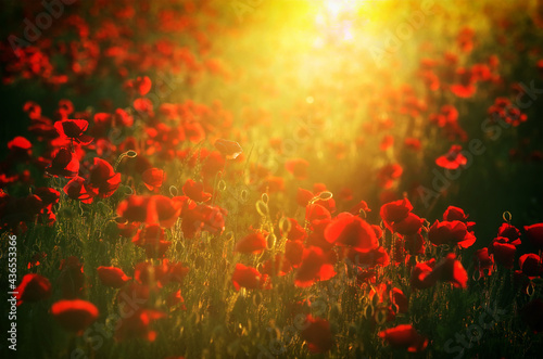 Fototapeta Naklejka Na Ścianę i Meble -  Poppies on a meadow in sunset light