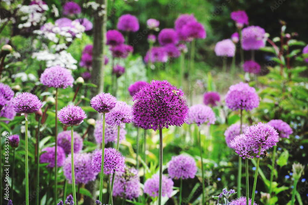 Allium 'Purple Sensation' in flower Allium 'Purple Sensation' in flower