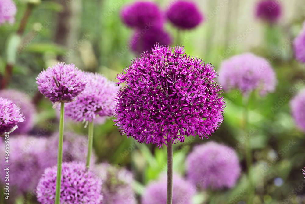 Allium 'Purple Sensation' in flower Allium 'Purple Sensation' in flower