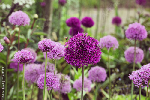 Allium  Purple Sensation  in flower