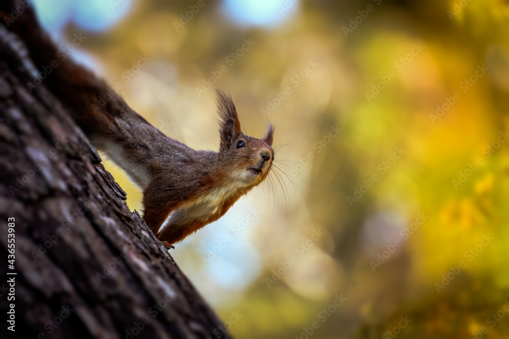 squirrel on a tree squirrel on a tree