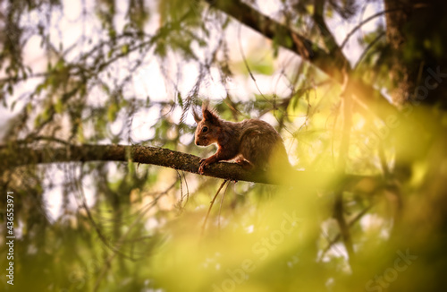 squirrel in the forest © Mandy