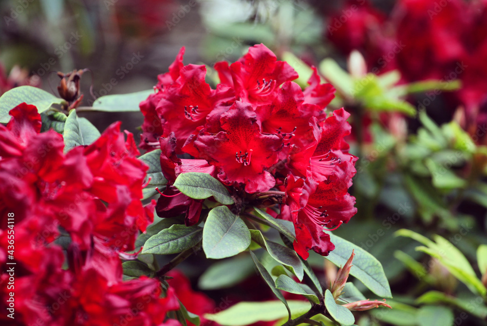 Deep red Rhododendron 'Alexander' in flower Deep red Rhododendron 'Alexander' in flower
