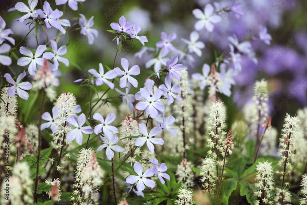 Phlox divaricata 'Clouds of Perfume' and Tiarella wherry 'Wherry's Foam Flower' in bloom Phlox divaricata 'Clouds of Perfume' and Tiarella wherry 'Wherry's Foam Flower' in bloom