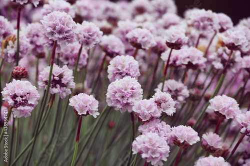 Pale purple Armeria Sea thrift in bloom