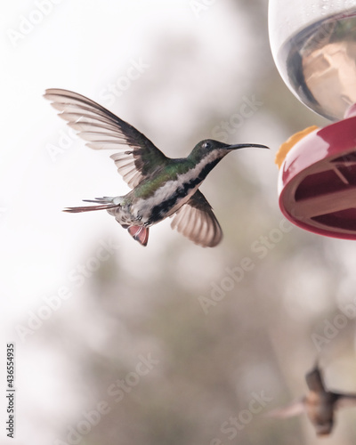 hummingbird feeding in flight
