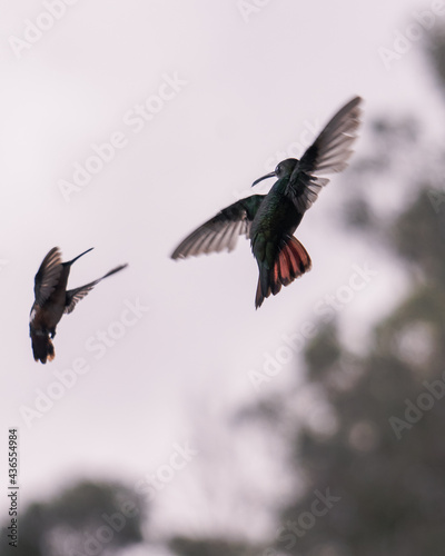 A pair of hummingbirds flying and fighting for territory