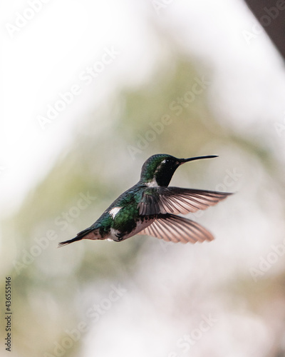 A hummingbird looking for its feed