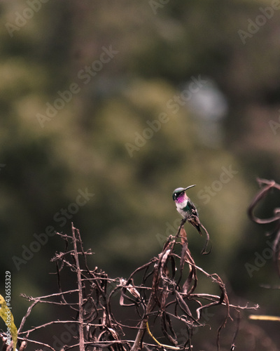 A little hummingbird resting on the top of a tree