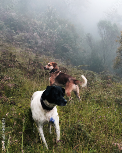 A pair of dogs enjoying the trip into a mountain