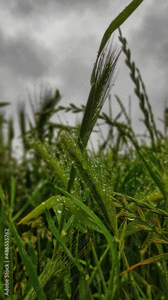 Fototapeta premium grass in the wind
