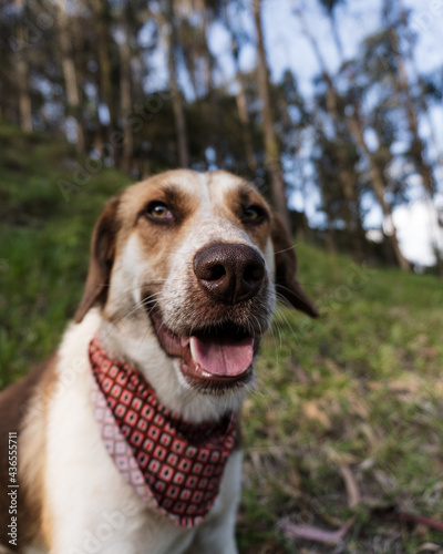 A happy dog looking at yoy for a portrait