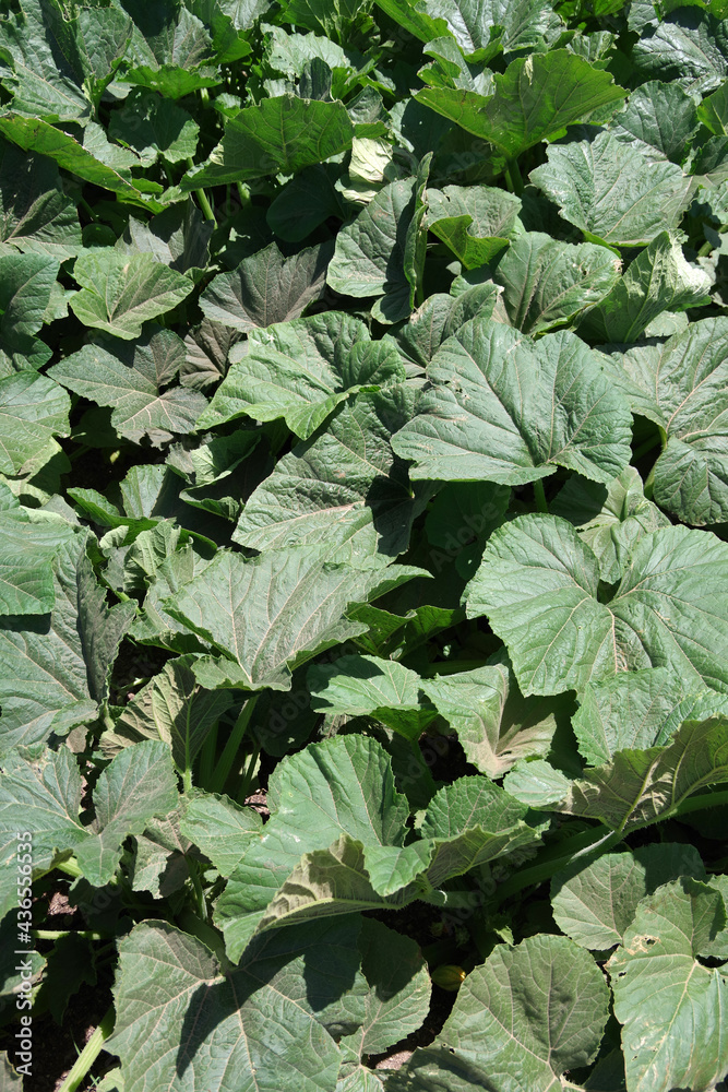 Full frame close-up view of green zucchini plants growing in a garden Full frame close-up view of green zucchini plants growing in a garden
